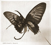 Grand Paon M&acirc;le