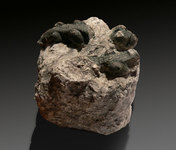 Fossile de bonbon