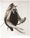 N&eacute;ocrevisse Femelle