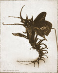 Scorpion Ailé Mâle