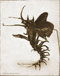 Scorpion Ail&eacute; M&acirc;le