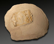 Fossile de canette, ciment teint&eacute; - Collection priv&eacute;e